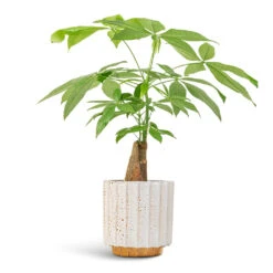 Lugano Scalloped Plant Pot - Mustard 16 Lugano Scalloped Plant Pot - Mustard -Hortology Plants Shop Pachira aquatica Thick Trunk Money Tree 14x45cm Lugano Scalloped Plant Pot Mustard 16x16cm af69bcfb 810f 4580 a786 99d1a897f9c0
