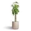 Pachira Aquatica - Thick Trunk - Money Tree -Hortology Plants Shop Pachira aquatica Thick Trunk Money Tree 26x140cm Dune Cylinder Planter Oat 38x37cm 58ace12a 1782 4aa8 b368 1d8e6523704f