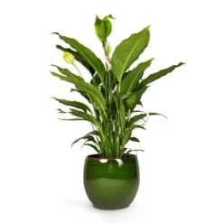 Charlotte Plant Pot - Green 40 Charlotte Plant Pot - Green -Hortology Plants Shop Peace Lily 24 x10 Charlotte Plant Pot Green 33x30cm 9119174a 1f3a 4cc0 ae71 80d177274419