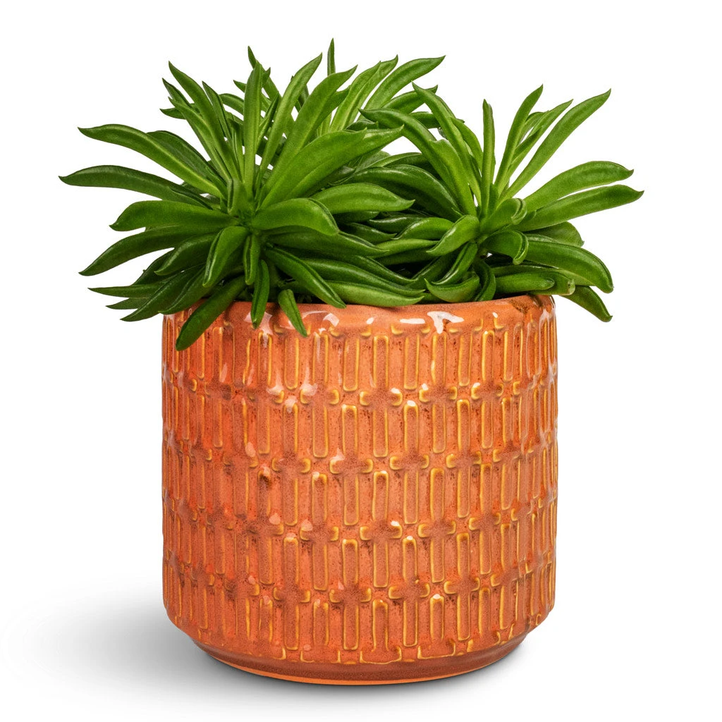 Flor Plant Pot - Orange 10 Flor Plant Pot - Orange - Image 8