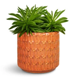 Peperomia Ferreyrae Nevada - Happy Bean 15 Peperomia Ferreyrae Nevada - Happy Bean -Hortology Plants Shop Peperomi aferreyrae Nevada Happy Bean 10.5x15cm Flor Plant Pot Orange 14x12cm