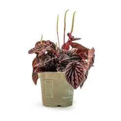 Peperomia Caperata Red Luna 12 Peperomia Caperata Red Luna -Hortology Plants Shop Peperomia Caperata Red Luna Houseplant 11x20cm