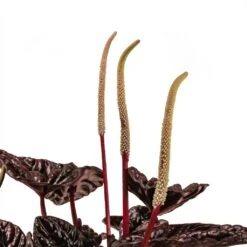 Peperomia Caperata Red Luna 13 Peperomia Caperata Red Luna -Hortology Plants Shop Peperomia Caperata Red Luna Houseplant 11x20cm Stem