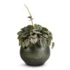 Peperomia Piccolo Banda -Hortology Plants Shop Peperomia Piccolo Banda 10.5x20cm Noor Plant Pot Velvet Green 16x13cm 1cbd8962 4dc5 41de 9bb1 b791e93c17fa