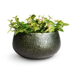 Noor Plant Bowl - Velvet Green -Hortology Plants Shop Peperomia angulata rocca scuro Dark Green Beetle Radiator Plant 12x20cm Noor Plant Bowl Velvet Green 28x13cm 62e671b3 e4fa 4be3 83ff 3d10f8c20f90