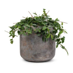 Saar Plant Pot - Earth Cement 29 Saar Plant Pot - Earth Cement -Hortology Plants Shop Peperomia angulata rocca scuro Dark Green Beetle Radiator Plant 15x25cm Saar Plant Pot Earth Cement 18x17cm 5198 5e0860d8 4ec5 4d34 96c8 1d415c58975f