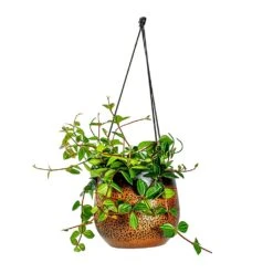 Mya Hanging Planter - Shiny Mocha 18 Mya Hanging Planter - Shiny Mocha -Hortology Plants Shop Peperomia angulata rocca scuro Dark Green Beetle Radiator Plant Mya Hanging Planter Shiny Mocha b4c99ae9 5d4a 4b04 be8c 297ea5c00325