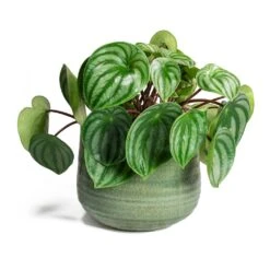 Iris Plant Pot - Mint 38 Iris Plant Pot - Mint -Hortology Plants Shop Peperomia argyreia Watermelon Peperomia Iris Mint Plant Pot 64b5ef88 dbdc 4272 9abb fdfd98deef00