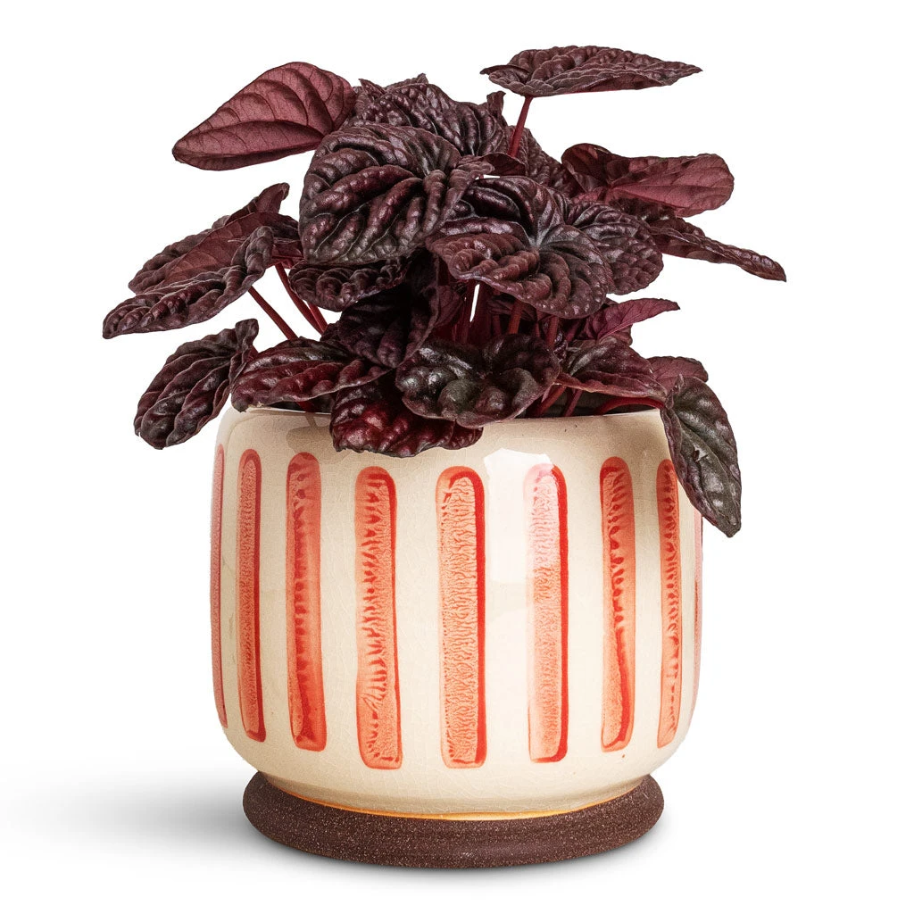 Stripe Plant Pot - Red 7 Stripe Plant Pot - Red - Image 5