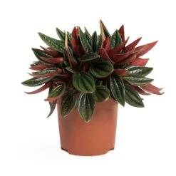Peperomia Caperata Rosso -Hortology Plants Shop Peperomia caperata Rosso 10.5x15cm 2