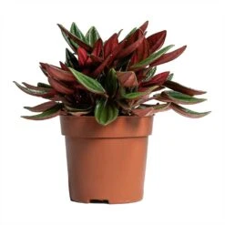 Peperomia Caperata Rosso -Hortology Plants Shop Peperomia caperata Rosso 10.5x15cm