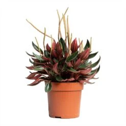 Peperomia Caperata Rosso -Hortology Plants Shop Peperomia caperata Rosso 10.5x15cm tall