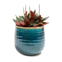 Peperomia Caperata Rosso -Hortology Plants Shop Peperomia caperata Rosso Iris Plant Pot Turquoise
