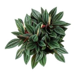 Peperomia Caperata Rosso -Hortology Plants Shop Peperomia caperata Rosso Leaves