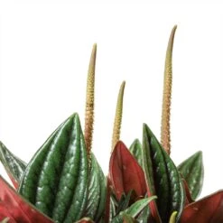 Hortology Plants Shop -Hortology Plants Shop Peperomia caperata Rosso Leaves2