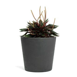 Peperomia Caperata Rosso -Hortology Plants Shop Peperomia caperata Rosso Mini Bucket Plant Pot Black Washed 5c6aedef feab 4b9d a719 342fbeaa2d41