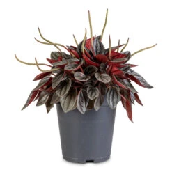 Peperomia Caperata Santorini -Hortology Plants Shop Peperomia caperata Santorini 15x25cm