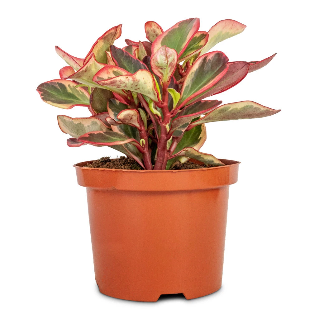 Peperomia Clusiifolia Jelly - Variegated Red Edged Radiator Plant 4 Peperomia Clusiifolia Jelly - Variegated Red Edged Radiator Plant - Image 2