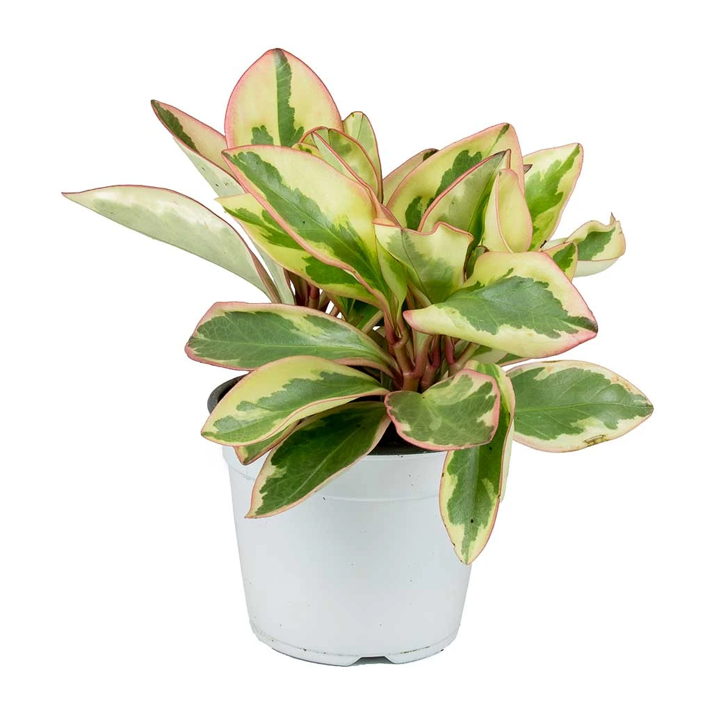 Peperomia Clusiifolia Jelly - Variegated Red Edged Radiator Plant 6 Peperomia Clusiifolia Jelly - Variegated Red Edged Radiator Plant - Image 4