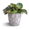 Peperomia Clusiifolia Red Margin - Red Edged Radiator Plant -Hortology Plants Shop Peperomia clusiifolia Red Margin Red Edged Radiator Plant 11x20cm Monza Plant Pot Vintage Grey 13x13cm