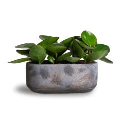 Peperomia Clusiifolia Red Margin - Red Edged Radiator Plant 23 Peperomia Clusiifolia Red Margin - Red Edged Radiator Plant -Hortology Plants Shop Peperomia clusiifolia Red Margin Red Edged Radiator Plant 11x20cm Saar Oval Plant Bowl Earth Cement 26x13x11cm 01ab1490 2500 46ca 9303 2ff8277b1373