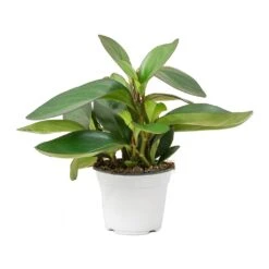 Peperomia Clusiifolia Red Margin - Red Edged Radiator Plant 19 Peperomia Clusiifolia Red Margin - Red Edged Radiator Plant -Hortology Plants Shop Peperomia clusiifolia Red Margin Red Edged Radiator Plant Large