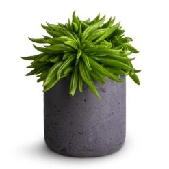 Peperomia Ferreyrae Nevada - Happy Bean 13 Peperomia Ferreyrae Nevada - Happy Bean -Hortology Plants Shop Peperomia ferreyrae Nevada Happy Bean 10.5x15cm Charlie Plant Pot Black Washed 12x12cm