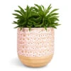 Peperomia Ferreyrae Nevada - Happy Bean 1 Peperomia Ferreyrae Nevada - Happy Bean -Hortology Plants Shop Peperomia ferreyrae Nevada Happy Bean 10.5x15cm Ocean Glaze Plant Pot Morganite 13x13cm
