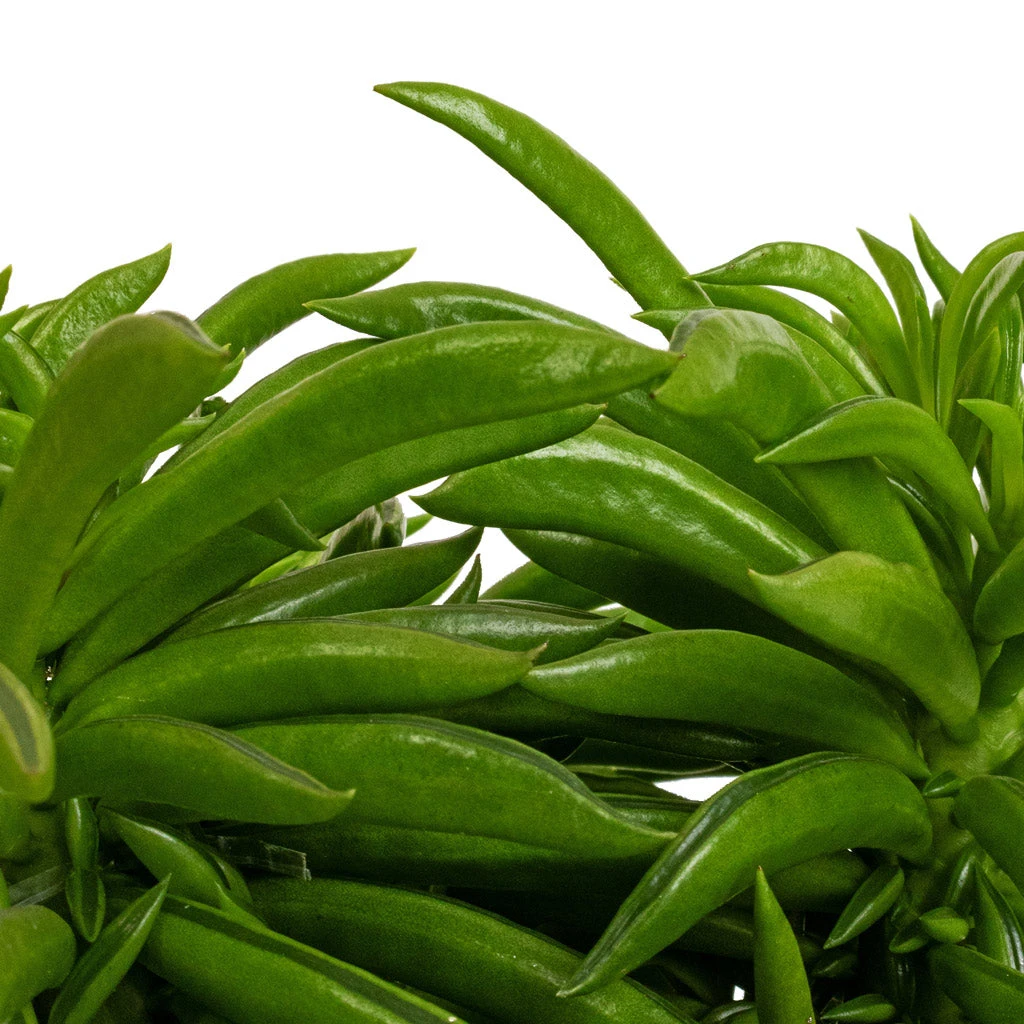 Peperomia Ferreyrae Nevada - Happy Bean 9 Peperomia Ferreyrae Nevada - Happy Bean - Image 7