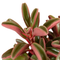 Peperomia Graveolens - Ruby Glow Radiator Plant -Hortology Plants Shop Peperomia graveolens Ruby Glow Radiator Plant 1
