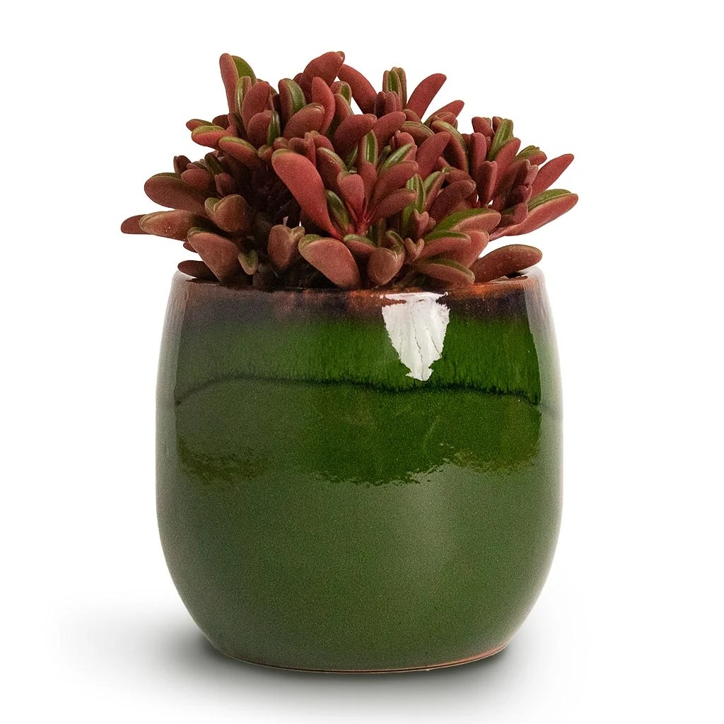 Charlotte Plant Pot - Green 14 Charlotte Plant Pot - Green - Image 12