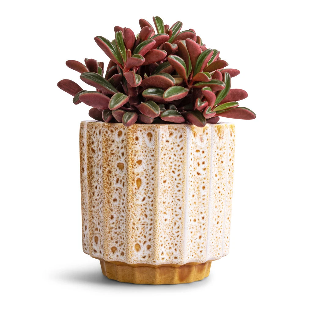 Lugano Scalloped Plant Pot - Mustard 7 Lugano Scalloped Plant Pot - Mustard - Image 5
