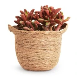 Peperomia Graveolens - Ruby Glow Radiator Plant -Hortology Plants Shop Peperomia graveolens Ruby Glow Radiator Plant 10.5x17cm Nelis Plant Basket Camel 13x12cm 9ec1d073 f317 4ca9 89c4 be0f6487a030