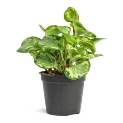 Peperomia Obtusifolia Golden Gate - Baby Rubber Plant 14 Peperomia Obtusifolia Golden Gate - Baby Rubber Plant -Hortology Plants Shop Peperomia obtusifolia Golden Gate Baby Rubber Plant 14cm
