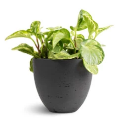 Peperomia Obtusifolia Golden Gate - Baby Rubber Plant 16 Peperomia Obtusifolia Golden Gate - Baby Rubber Plant -Hortology Plants Shop Peperomia obtusifolia Golden Gate Baby Rubber Plant 14x25cm Mini Jesslyn Plant Pot Black Washed 18x15cm 1