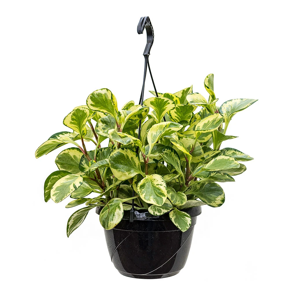 Peperomia Obtusifolia Golden Gate - Baby Rubber Plant 9 Peperomia Obtusifolia Golden Gate - Baby Rubber Plant - Image 7