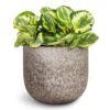 Peperomia Obtusifolia Golden Gate - Baby Rubber Plant 2 Peperomia Obtusifolia Golden Gate - Baby Rubber Plant -Hortology Plants Shop Peperomia obtusifolia Golden Gate Baby Rubber Plant 20x40cm Cody Cement Stone Plant Pot Granite Grey 25x22cm