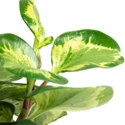 Peperomia Obtusifolia Golden Gate - Baby Rubber Plant 18 Peperomia Obtusifolia Golden Gate - Baby Rubber Plant -Hortology Plants Shop Peperomia obtusifolia Golden Gate Baby Rubber Plant Close Up