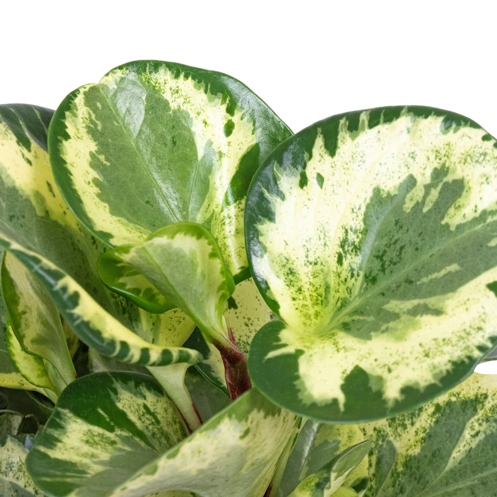 Peperomia Obtusifolia Golden Gate - Baby Rubber Plant 5 Peperomia Obtusifolia Golden Gate - Baby Rubber Plant - Image 3