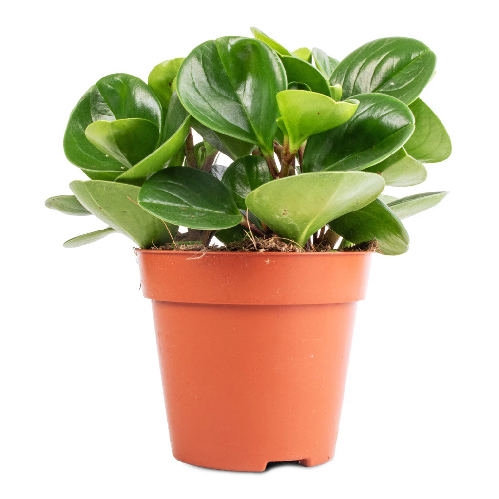 Peperomia Obtusifolia Green - Baby Rubber Plant 7 Peperomia Obtusifolia Green - Baby Rubber Plant - Image 5