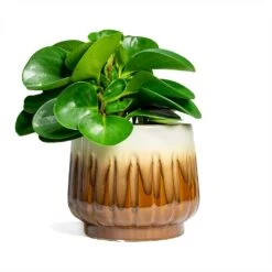 Peperomia Obtusifolia Green - Baby Rubber Plant 19 Peperomia Obtusifolia Green - Baby Rubber Plant -Hortology Plants Shop Peperomia obtusifolia Green Baby Rubber Plant 14x20cm Alice Plant Pot Caramel 18x16cm