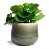 Peperomia Obtusifolia Green - Baby Rubber Plant -Hortology Plants Shop Peperomia obtusifolia Green Baby Rubber Plant 14x20cm Iris Plant Pot Moss Grey 18x15cm