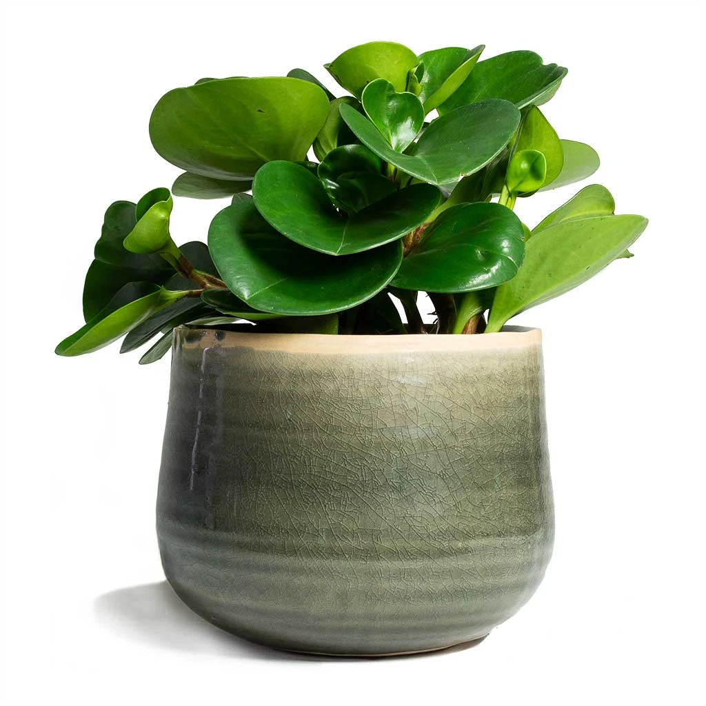 Peperomia Obtusifolia Green - Baby Rubber Plant 3 Peperomia Obtusifolia Green - Baby Rubber Plant