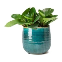 Iris Plant Pot - Turquoise 33 Iris Plant Pot - Turquoise -Hortology Plants Shop Peperomia obtusifolia Green Baby Rubber Plant Iris Turquoise Plant Pot d725b613 33c0 4d84 832d aa4797b48cfd
