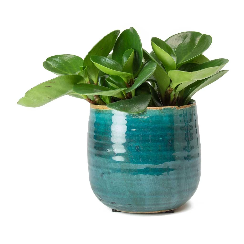 Iris Plant Pot - Turquoise 15 Iris Plant Pot - Turquoise - Image 13