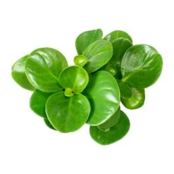 Peperomia Obtusifolia Green - Baby Rubber Plant 16 Peperomia Obtusifolia Green - Baby Rubber Plant -Hortology Plants Shop Peperomia obtusifolia Green Baby Rubber Plant Leaves