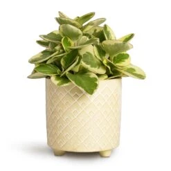 Peperomia Obtusifolia Obtipan Bicolor -Hortology Plants Shop Peperomia obtusifolia Obtipan Bicolor 12x20cm Bilbao Plant Pot Pale Jade 14x14cm