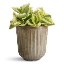 Roger Plant Pot - Thyme 12 Roger Plant Pot - Thyme -Hortology Plants Shop Peperomia obtusifolia Obtipan Bicolor 12x20cm Roger Pot Thyme 14x14cm 2