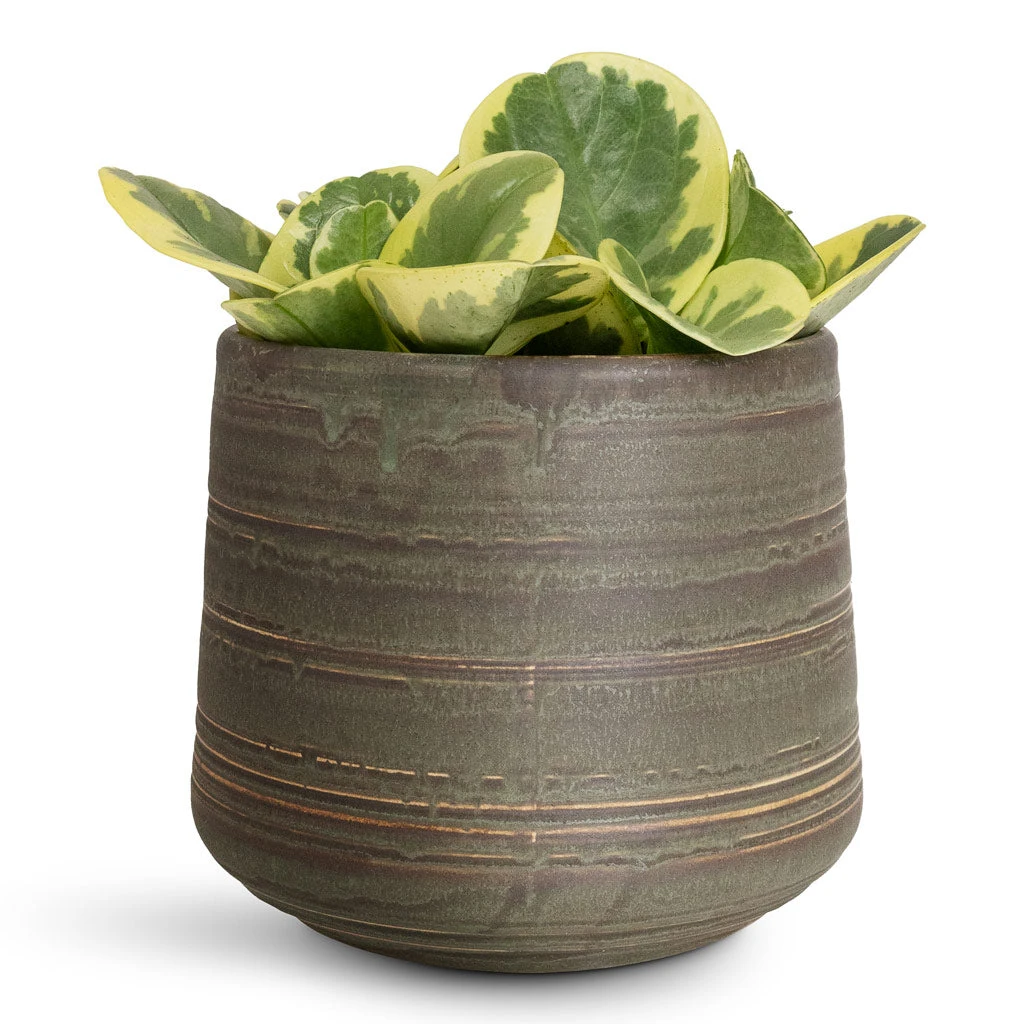 Peperomia Obtusifolia Variegata - Variegated Baby Rubber Plant 5 Peperomia Obtusifolia Variegata - Variegated Baby Rubber Plant - Image 3