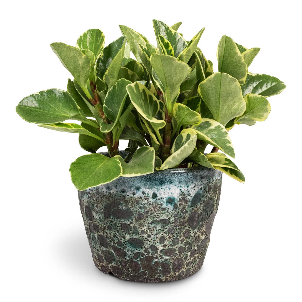 Peperomia Obtusifolia Variegata - Variegated Baby Rubber Plant 6 Peperomia Obtusifolia Variegata - Variegated Baby Rubber Plant - Image 4